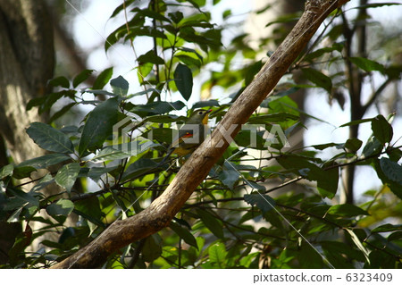 紅嘴相思鳥 6323409