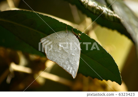 Overwintering winter season Overwintering winter season 6323423
