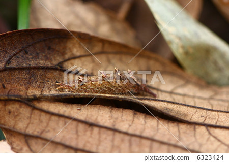 Overwintering larvae of Omurasaki Overwintering larvae of Omurasaki 6323424