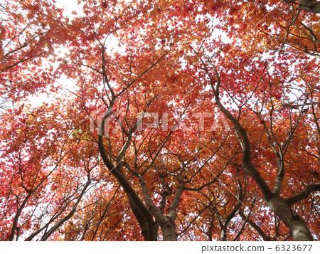 秋天的樹葉 秋天的樹葉 6323677