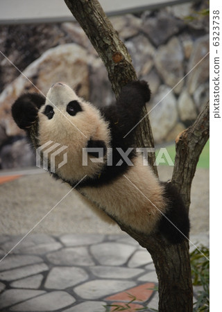 Tree climbing baby panda (5 months old) Tree climbing baby panda (5 months old) 6323738