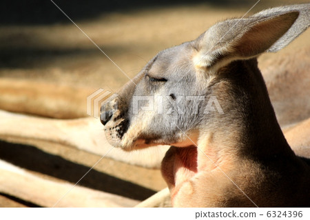 Father kangaroo Father kangaroo 6324396