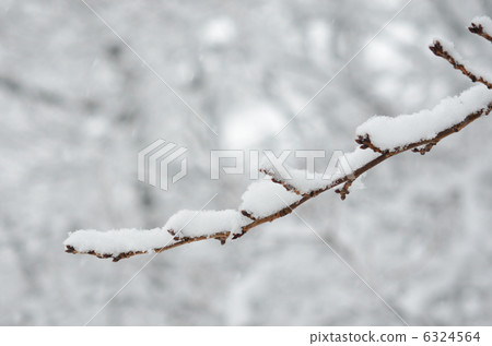 Cherry blossoms in the snow bud (photographed on January 14, 2013 adult day) 6324564