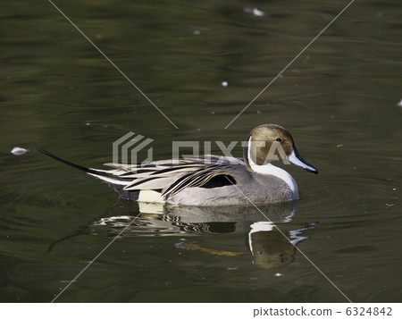 Pintail 6324842