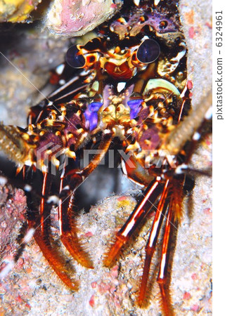 Ryukyu shrimp Ryukyu shrimp 6324961