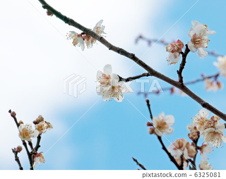 洋李李子花白色李子 洋李李子花白色李子 6325081