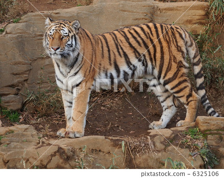 站立姿勢 6325106