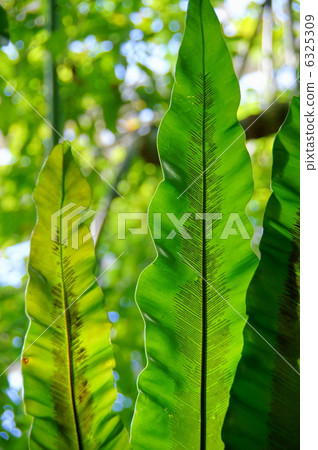 January grass · leaf 18 taniwatari vein vein January grass · leaf 18 taniwatari vein vein 6325309