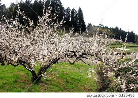 Tanigawa Bairin 6325495