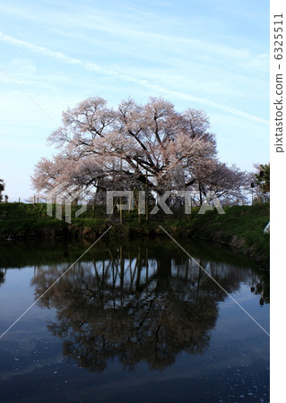 One cherry tree of Asai 6325511