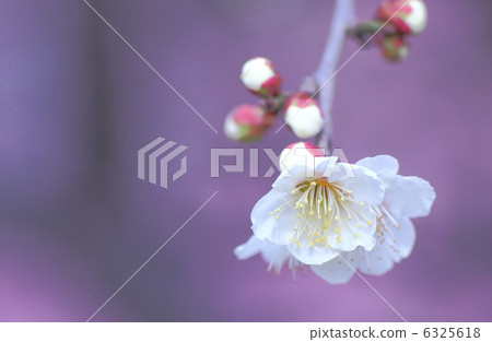 白梅 6325618