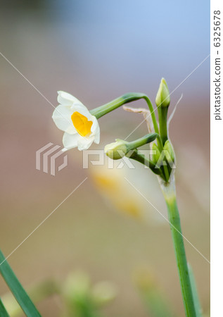 Narcissus 6325678