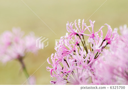 Nerine 6325700