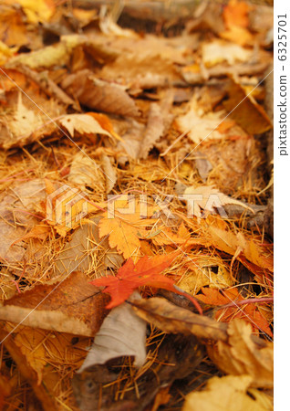 Fallen leaves Fallen leaves 6325701