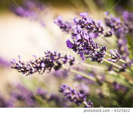 Lavender flowers 6325822