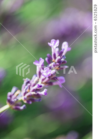 Lavender flowers 6325829