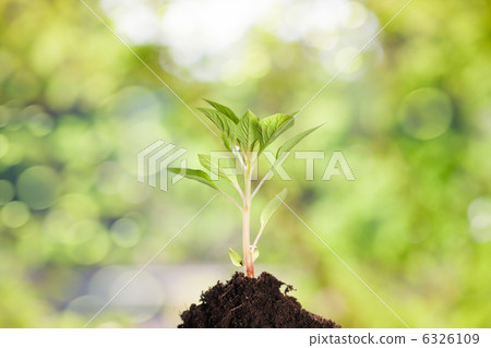 Young plant 6326109