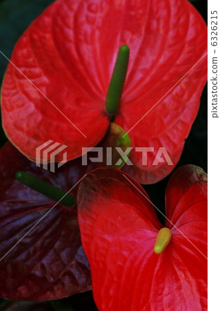 Anthurium 6326215