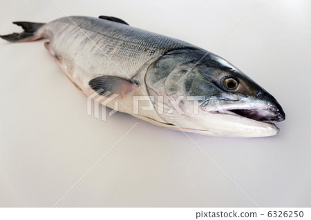 salmon 6326250