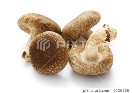Raw shiitake mushroom 6326386