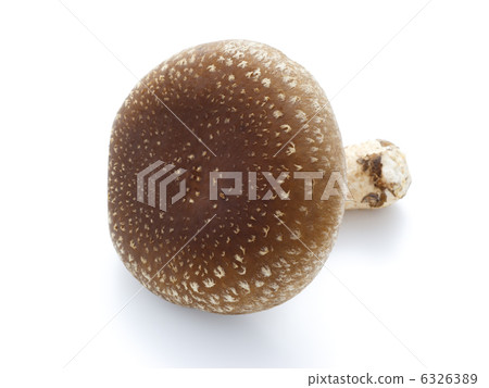生香菇 生香菇 6326389