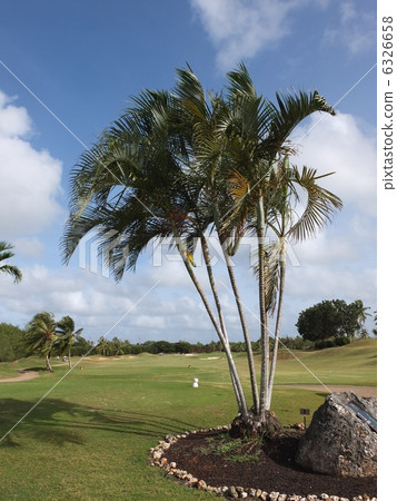 檳榔棕櫚 6326658