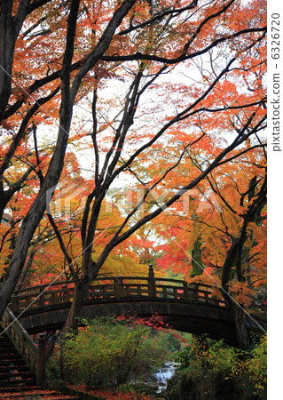Momiji and red bridge at Atami plum garden December photograph Autumn leaves 6326720