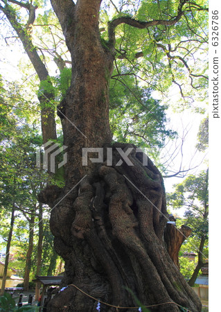 Shogunya Shrine's Ogusu (Power Tree) Shot in December Shogunya Shrine's Ogusu (Power Tree) Shot in December 6326786