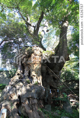 Shogunya Shrine的Ogusu（Power Tree）於12月拍攝 6326787