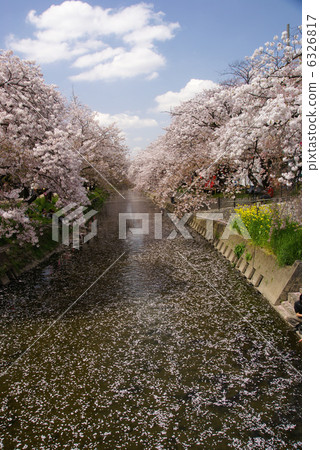 Cherry Blossoms	 6326817