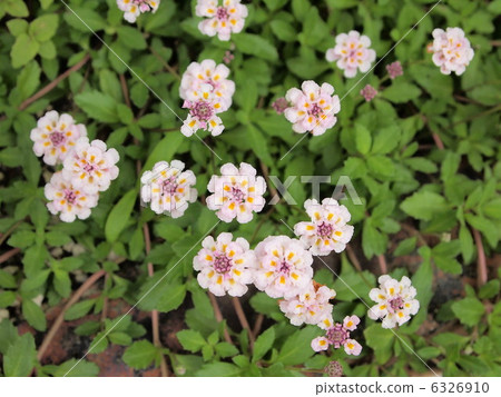 Princess Iwadare Rew 6326910