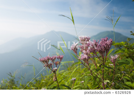 Shimotsukesou 6326926