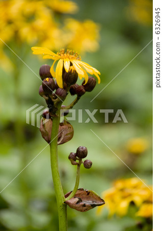 Marubadakekabuki 6326945