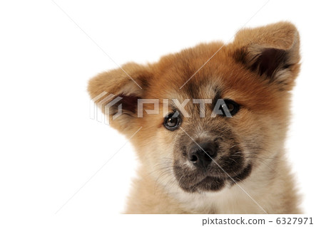Puppy staring with affectionate eyes 6327971