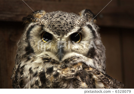 America WASHIMIMIZUKU America WASHIMIMIZUKU 6328079