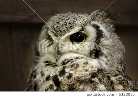 美國WASHIMIMIZUKU 美國WASHIMIMIZUKU 6328083