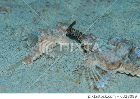 Parent and child of Umiteng 6328099