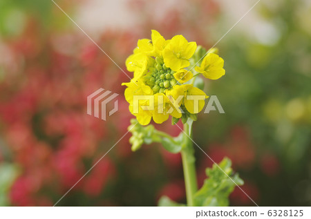 冷開花的漢娜 冷開花的漢娜 6328125