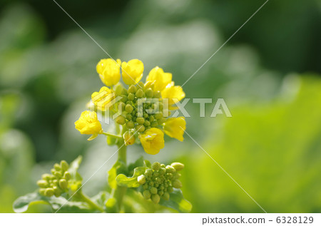 Cold blooming Hanana 6328129