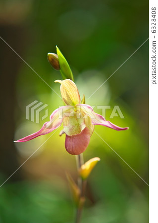 French orchid 6328408