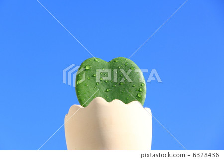 Heart's cactus 6328436