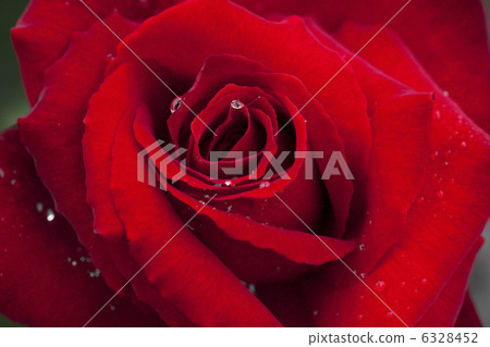 A red rose after the rain 6328452