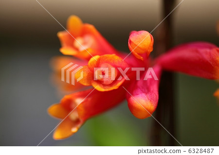 Dendrobium-Lausie Dendrobium-Lausie 6328487