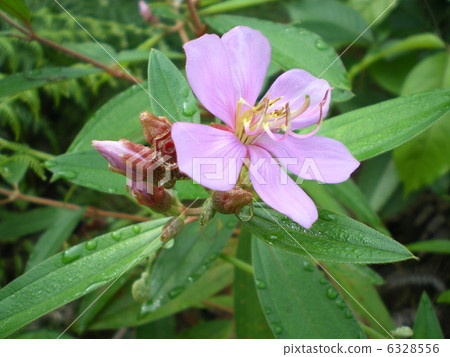 Morning dew and flowers 6328556