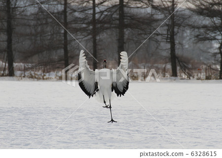 Dandoral cranes Dandoral cranes 6328615