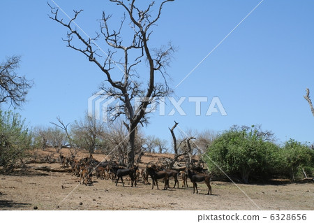 A group of antelopes in Botswana 6328656