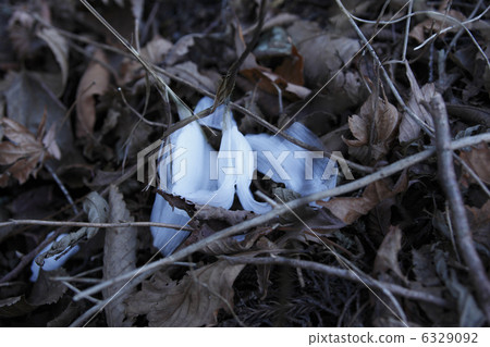 frost pillar frost pillar 6329092