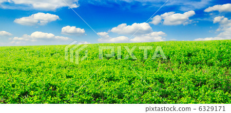 meadow meadow 6329171