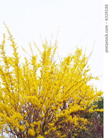 Forsythia Copony Space in early spring 6329188