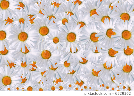 Daisy Background Daisy Background 6329362